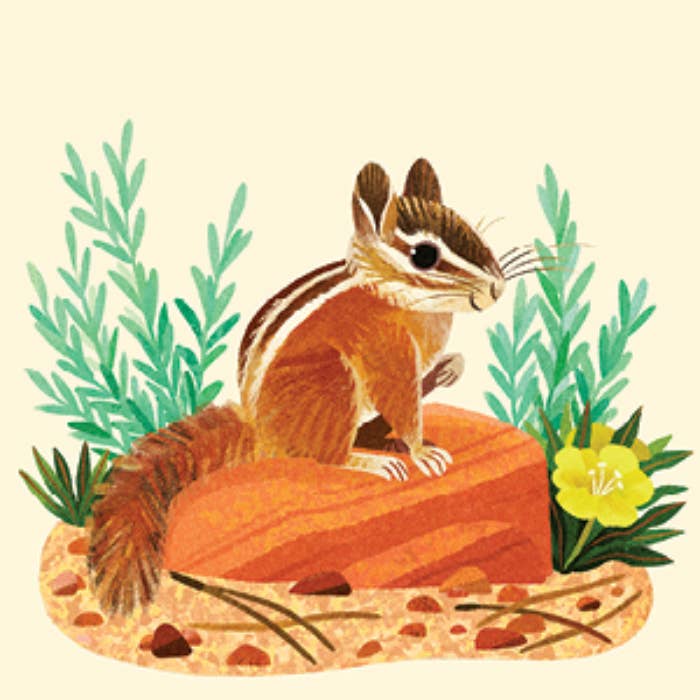 Illustration of a chipmunk on a rock with plants and flowers