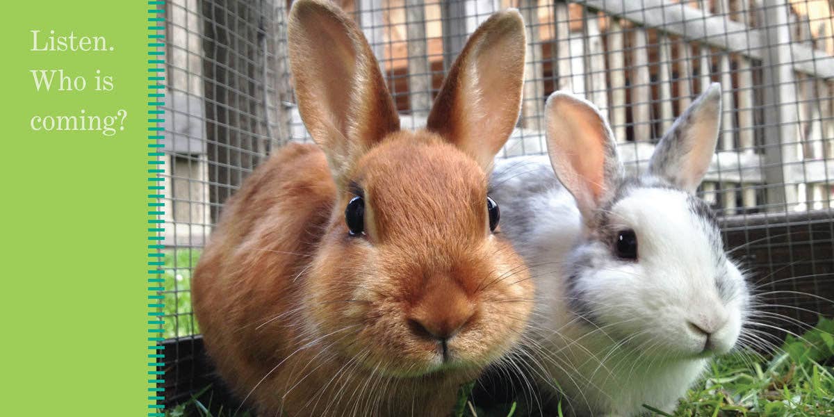 Bunnies Hop