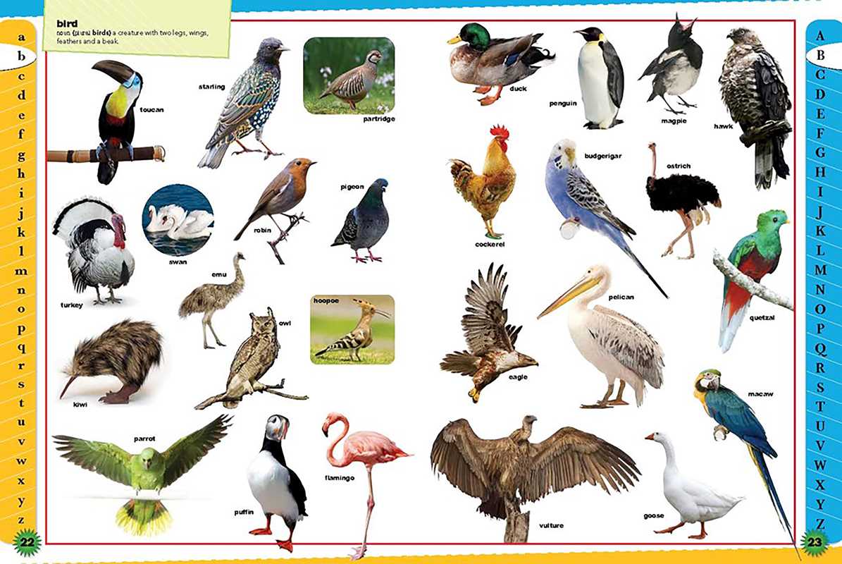 A colorful children's alphabet and bird reference chart showing many different birds with labels, bordered by alphabet letters on the left and right.