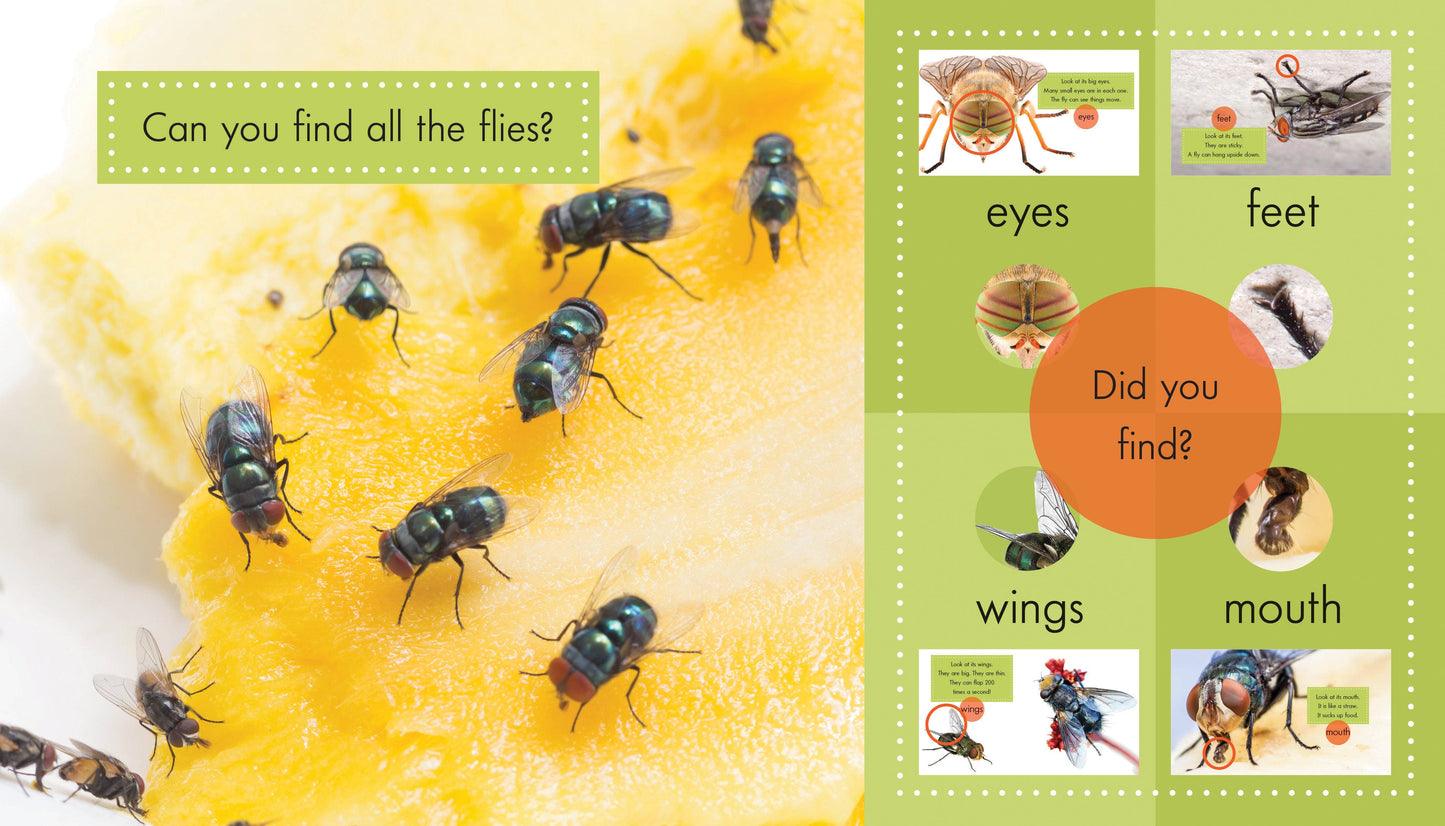 Flies