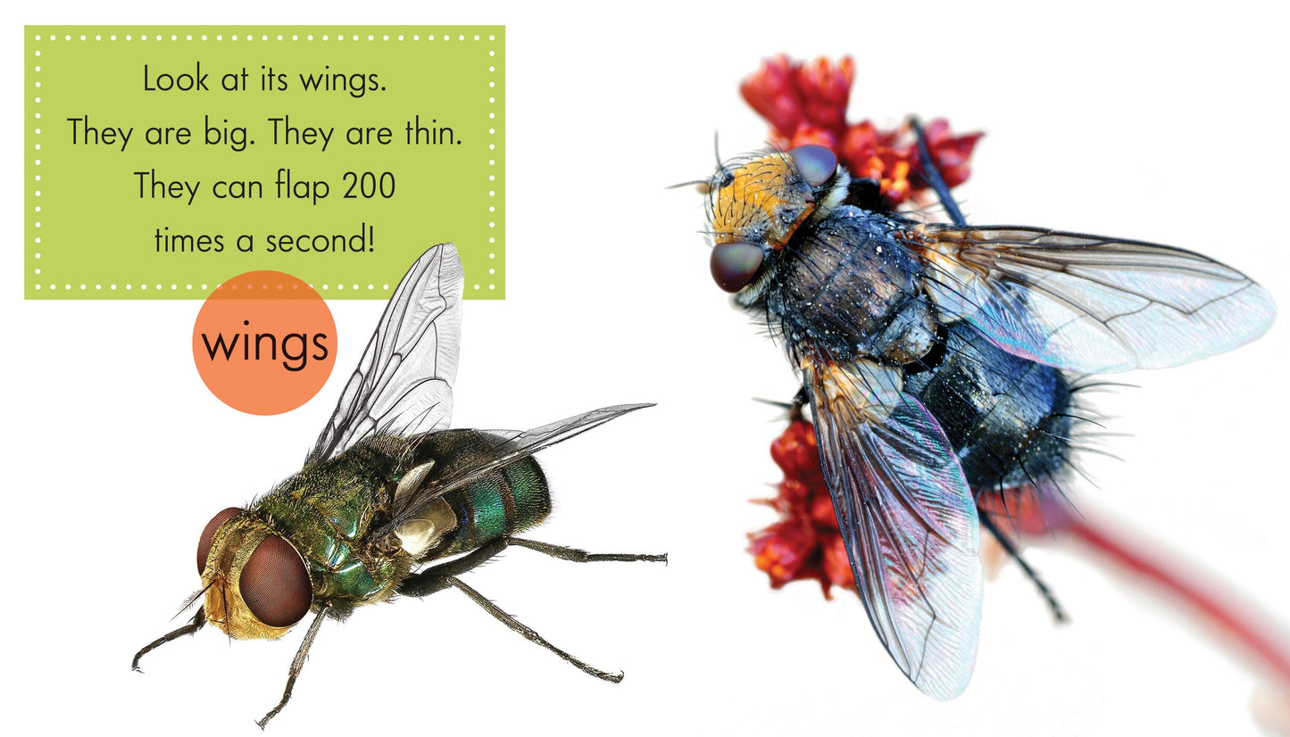 Flies