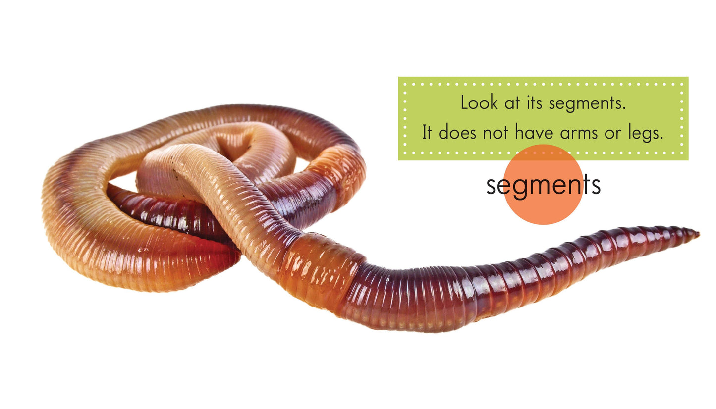 Worms