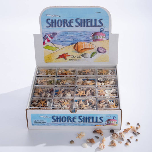Shore Shells Souvenir Box