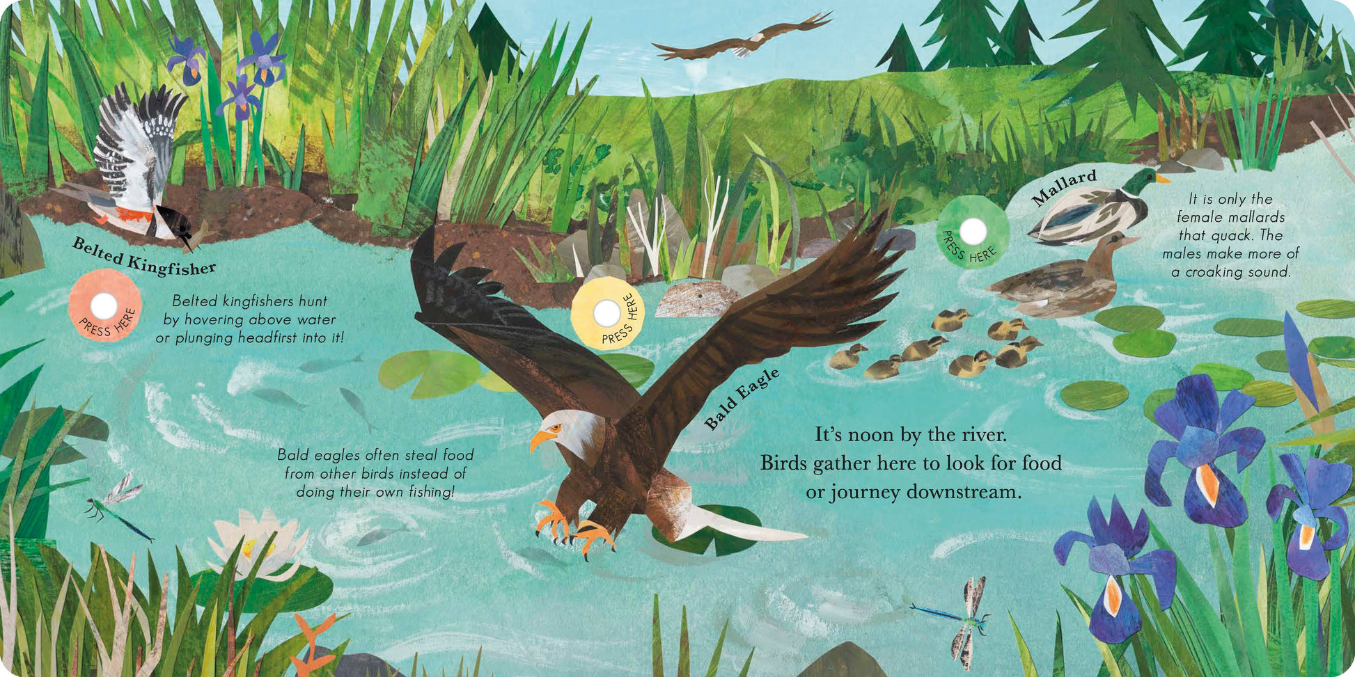 Illustration of a river ecosystem with birds and nature elements