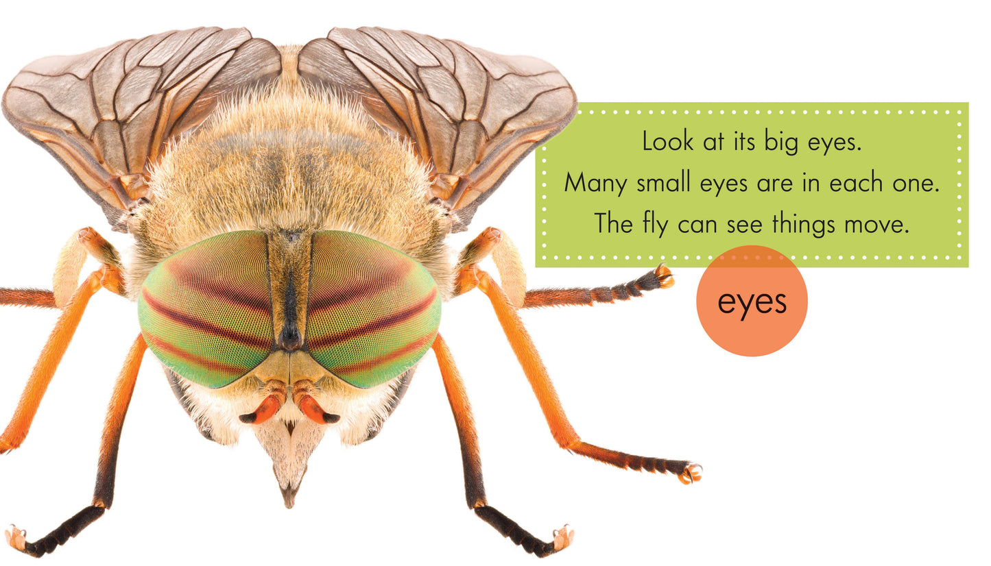 Flies