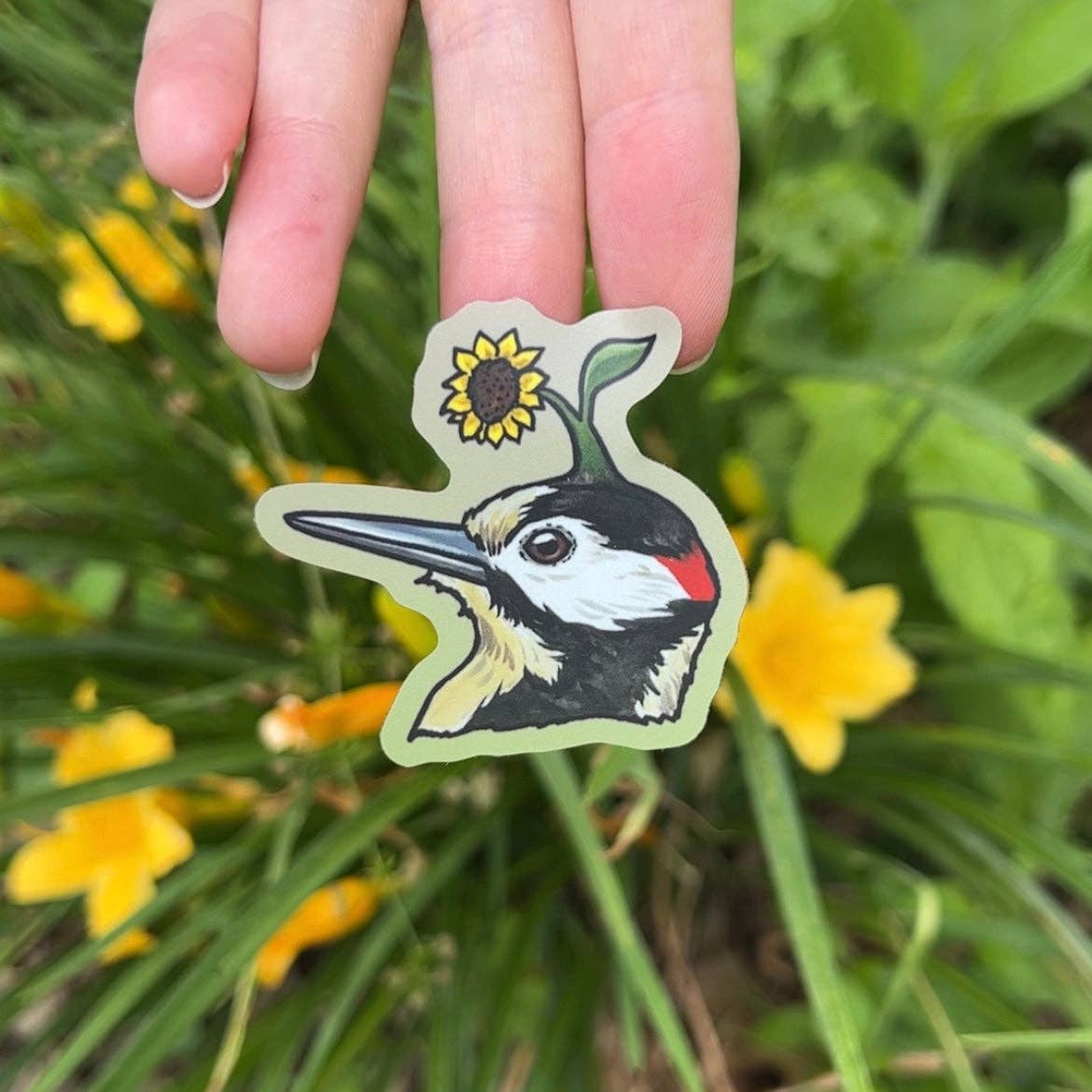 Hand holding a sticker of a woodpecker with a sunflower on a natural background