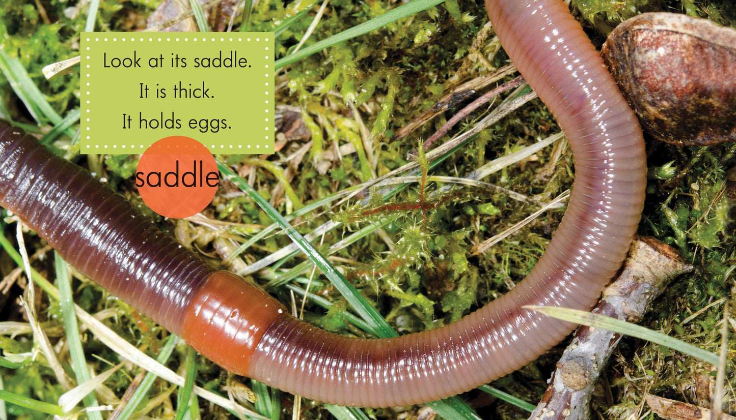 Worms