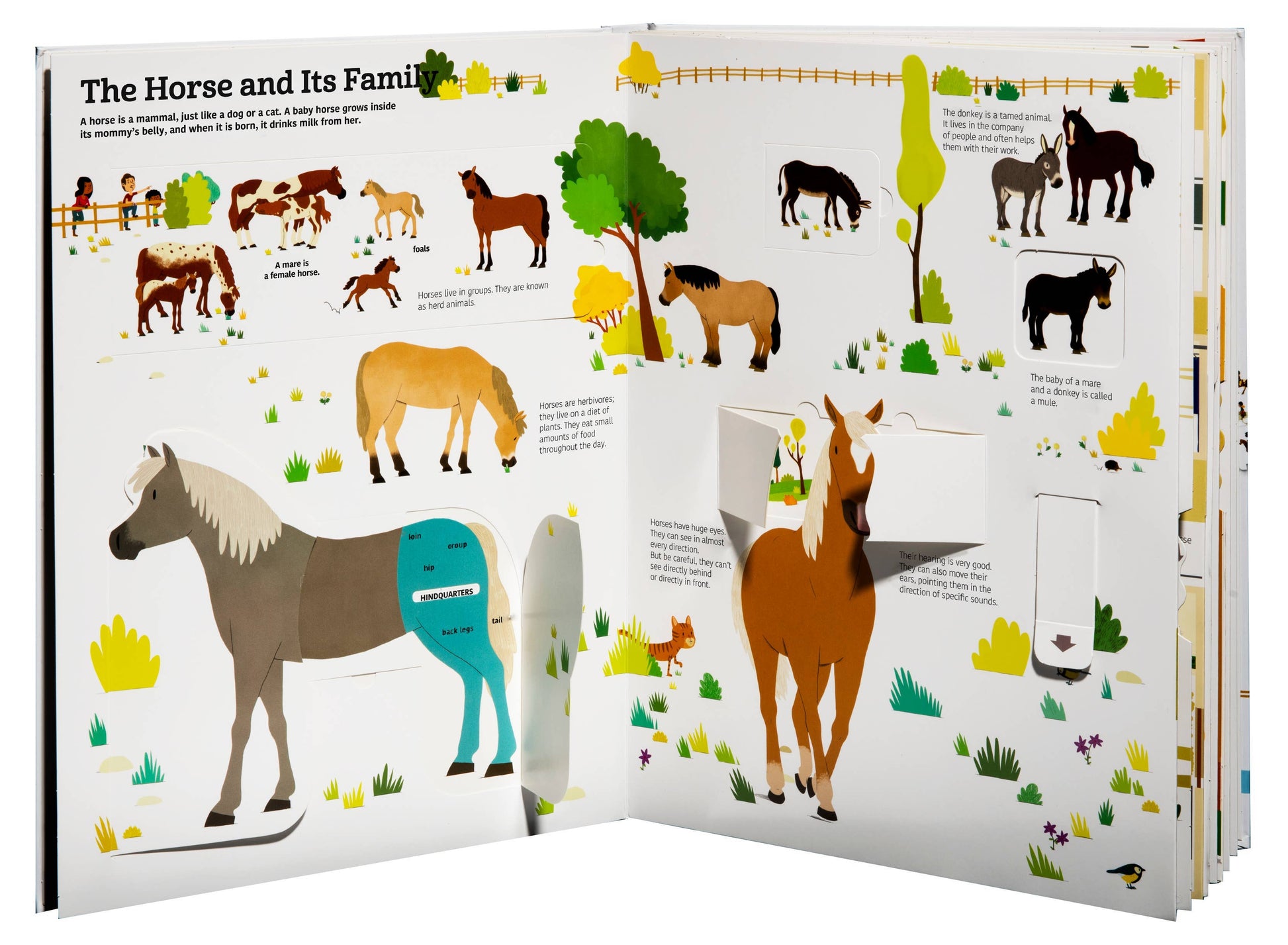 Children's book about horses with illustrations and text.