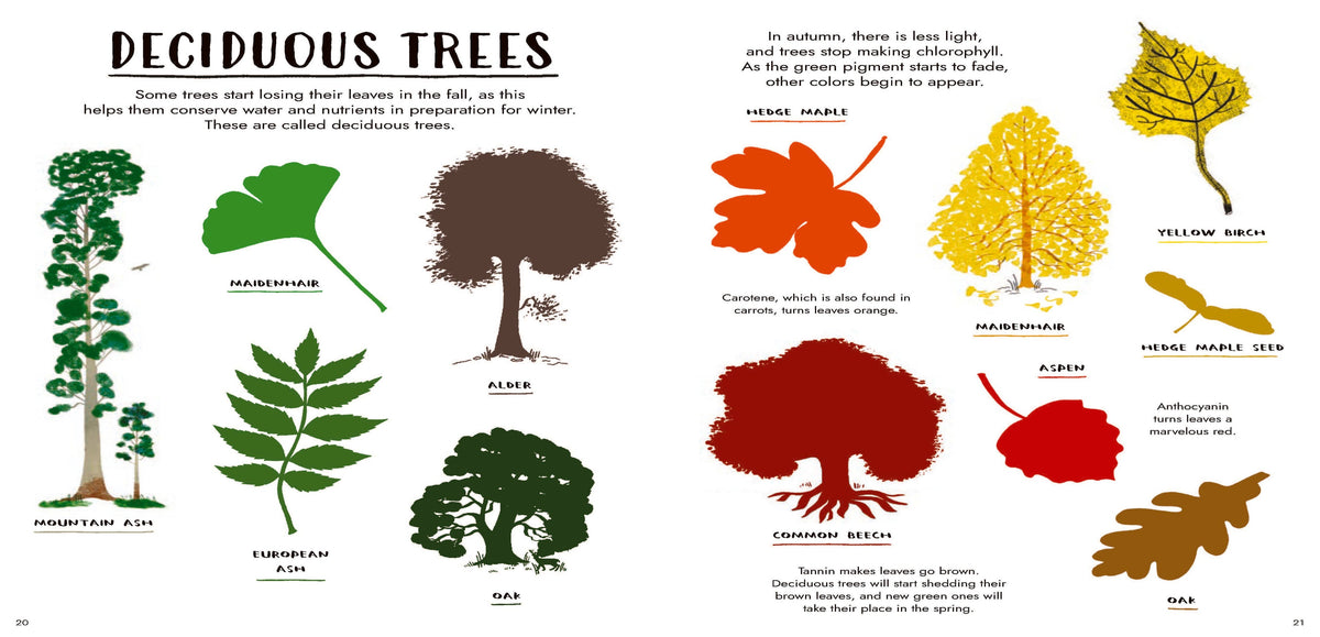 An educational poster titled 'DECIDUOUS TREES' showing labeled illustrations of different tree species and colorful autumn leaves on a white background.