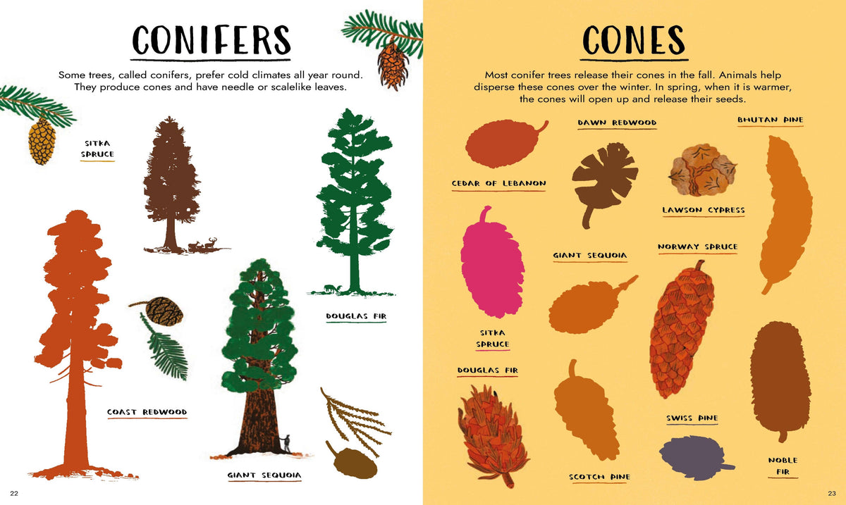 An educational children's book page about conifers, featuring illustrated trees, pinecones, and various cone types on a split white and yellow background.