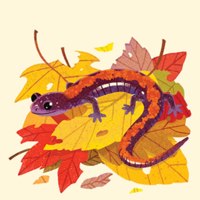 Colorful salamander illustration on autumn leaves with a beige background