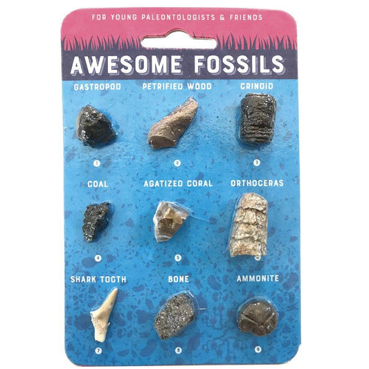 Fossils